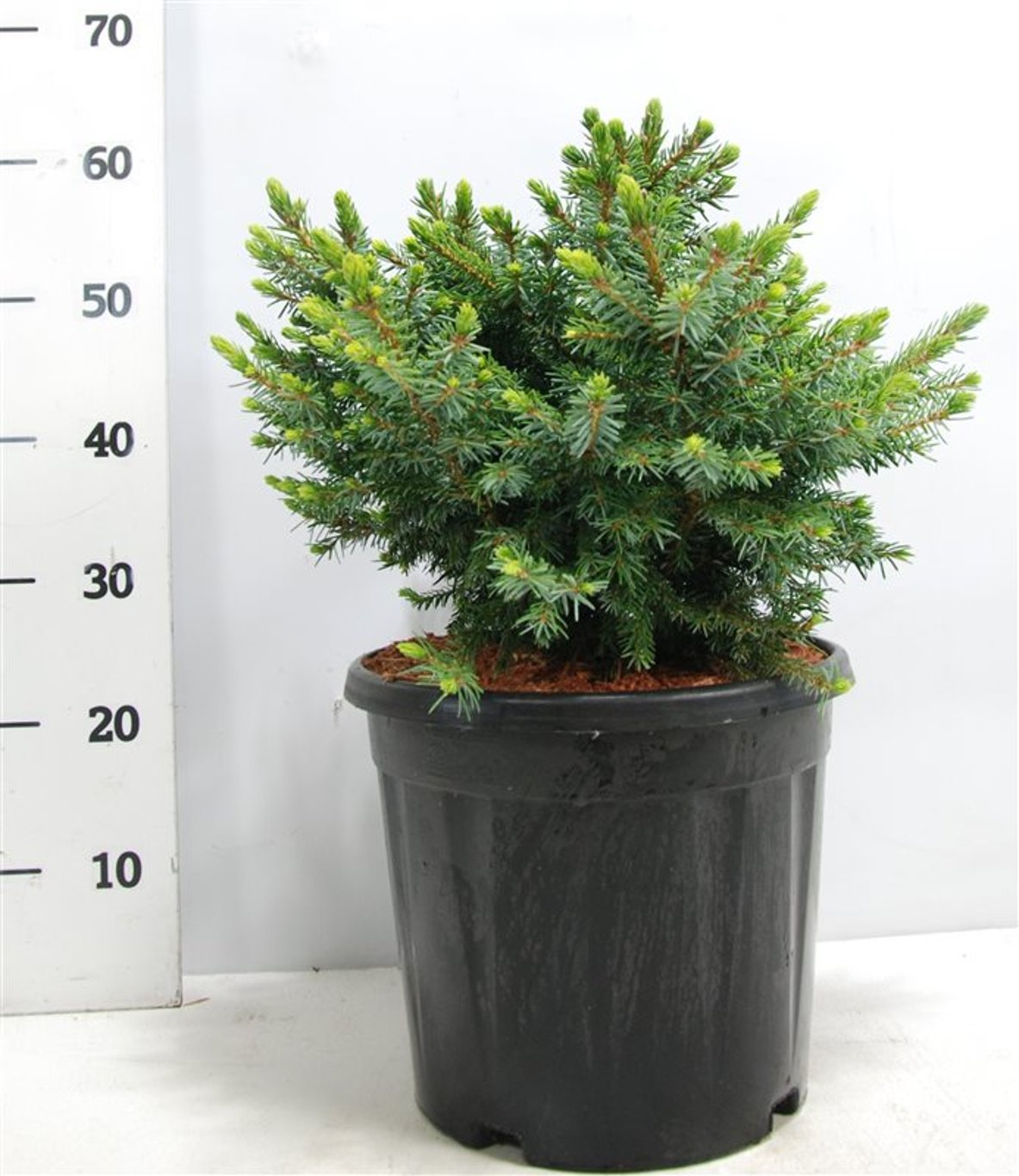 Picea omorika 'Nana' - C12 35-40 CM